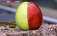 /album/zajimave-obrazky-jidla/incredible-bicolour-apple-jpg/